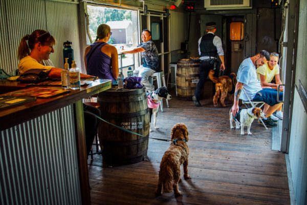 puppy-dog-train-in-midwest