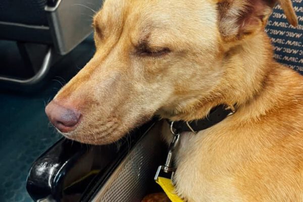 sleeping-dog-on-train